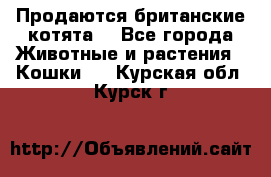 Продаются британские котята  - Все города Животные и растения » Кошки   . Курская обл.,Курск г.